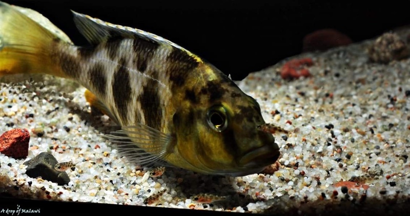 Nimbochromis venustus
